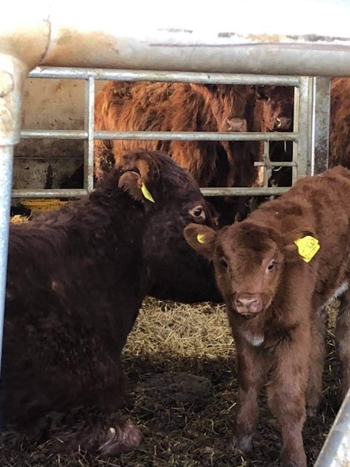 Anne S calf